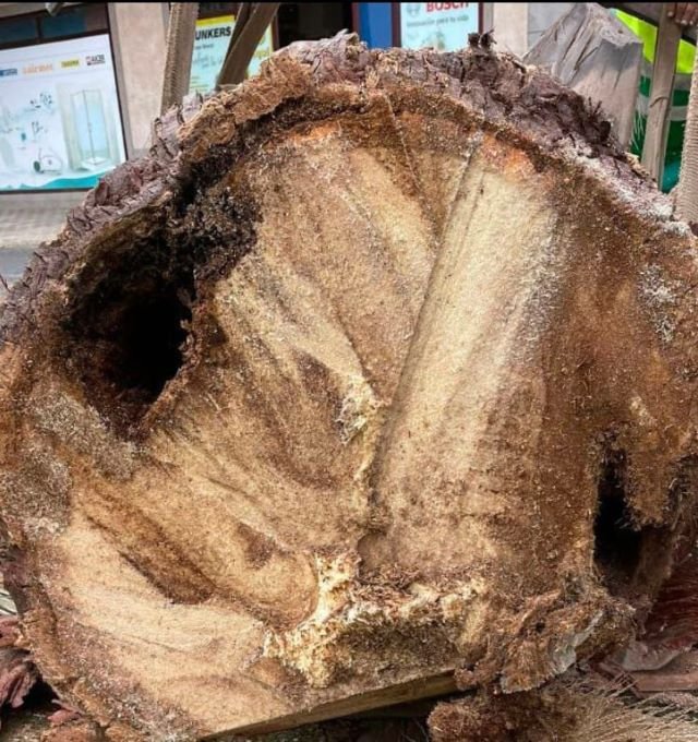 FOTO Ejemplar de Palmera con plaga de Diocalandra
