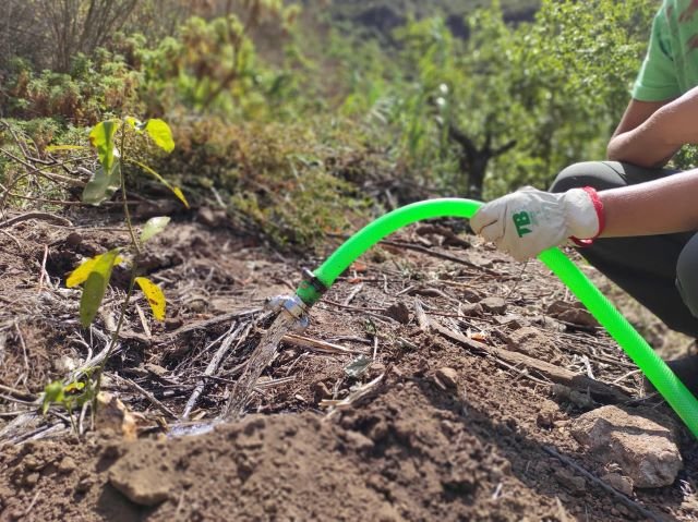 Foto. La Fundación Foresta y la Unión Deportiva Las Palmas aúnan esfuerzos para mantener las repoblaciones de la cumbre grancanaria