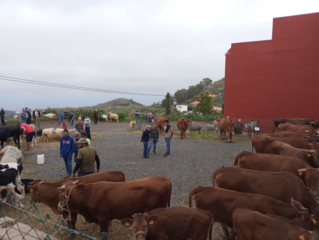Imagen de archivo feria de ganado de San José en Montaña Alta