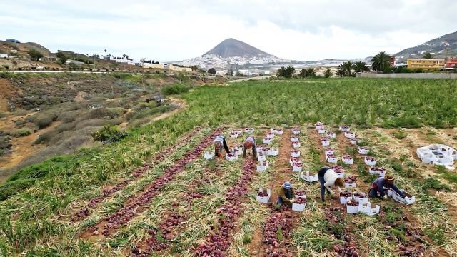 RECOLECCIÓN CEBOLLA DE GÁLDAR