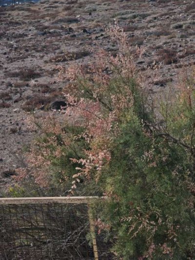 La poda excesiva de tarajales y arboleda en la instalación del vallado del Yacimiento de Tufia alerta a los vecinos y produce la denuncia de Turcón