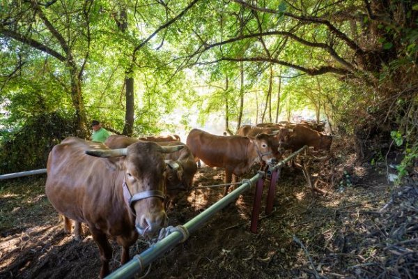 Valleseco: Madrelagua celebra este domingo su tradicional Feria de Ganado como escaparate del sector primario y las tradiciones rurales