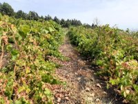 El Gobierno concede una ayuda de 3,8 millones de euros al sector agrícola para compensar los efectos de la sequía