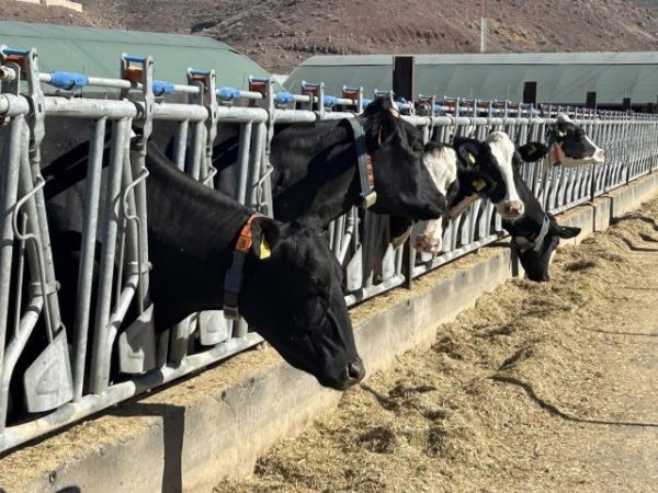 El Gobierno de Canarias convoca ayudas POSEI a la producci&oacute;n e industria l&aacute;ctea local por 13,4M &euro;