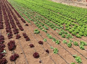 El Gobierno canario convoca las subvenciones dirigidas a abaratar los costes del agua de riego agrícola
