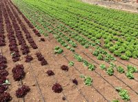 El Gobierno canario convoca las subvenciones dirigidas a abaratar los costes del agua de riego agr&iacute;cola
