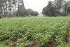 Avances en Seguros Agrarios: El presupuesto crecer&aacute; un 11% y habr&aacute; ayudas diferenciadas por tipo de agricultor