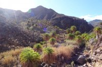 Valleseco se va de ruta circular por el municipio de La Aldea