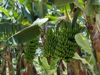 El Gobierno de Canarias abona el primer pago de la ayuda del POSEI al pl&aacute;tano