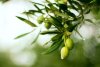 Canarias se propone revolucionar el futuro de la agricultura con tecnolog&iacute;a centrada en mitigar el cambio clim&aacute;tico (V&iacute;deo)