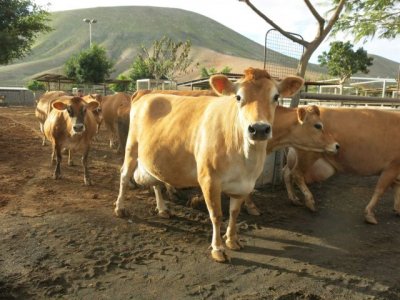 El Gobierno canario convoca ayudas dirigidas al consumo humano de carne fresca y a la producci&oacute;n local