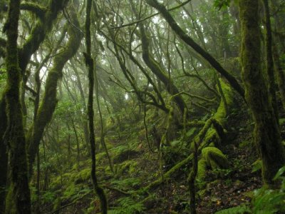 Canarias cuenta con m&aacute;s de 5,5 millones de euros de los fondos Next para actuaciones en Reservas de la Biosfera