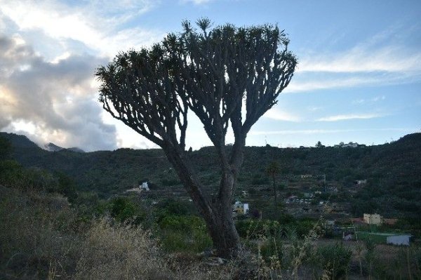 Ecologistas: Degradación del entorno de El Drago, barrio de Los Arenales (Telde)