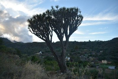 Ecologistas: Degradaci&oacute;n del entorno de El Drago, barrio de Los Arenales (Telde)