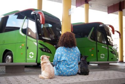 GuaguaGomera permite el transporte de animales dom&eacute;sticos desde esta semana