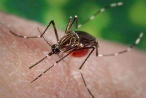 Sanidad distribuye material informativo en la farmacia y a los vecinos de Piletas tras detectar ejemplares de Aedes