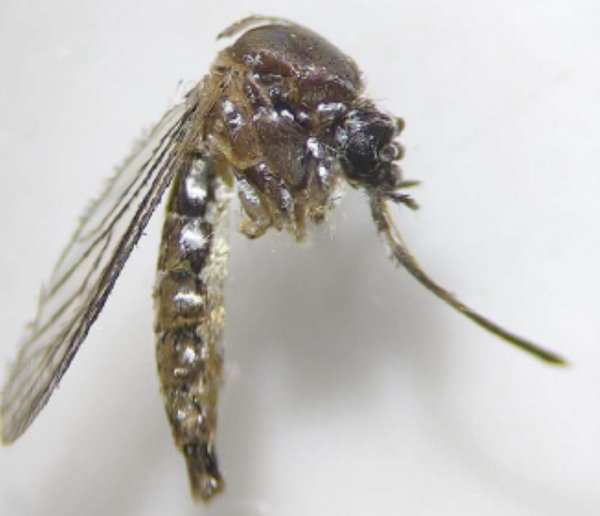 Sanidad detecta un nuevo ejemplar de Aedes aegypti en la terminal de cruceros del Muelle de Santa Catalina