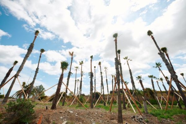La Consejer&iacute;a organiza una jornada de plantaci&oacute;n y cuidado del entorno en Gran Canaria