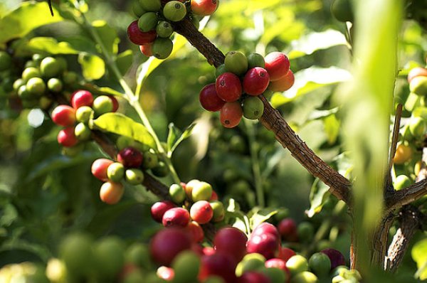 Agaete activa un ambicioso plan para fortalecer su tejido agr&iacute;cola