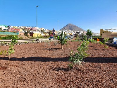 Gáldar: Parques y Jardines mejora la zona verde aledaña a la salida de La Majadilla
