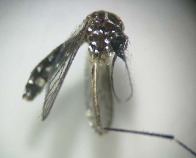 Sanidad activa el Sistema de Vigilancia Entomol&oacute;gica tras detectar un ejemplar de mosquito Aedes en Gran Canaria