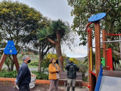 Gáldar: Parques y Jardines lleva a cabo el arreglo de las zonas ajardinadas de Saucillo