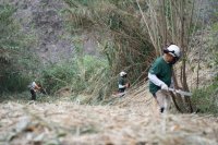 La Gomera: El Cabildo avanza en los trabajos de eliminación de caña común en los barrancos de Hermigua y Valle Gran Rey