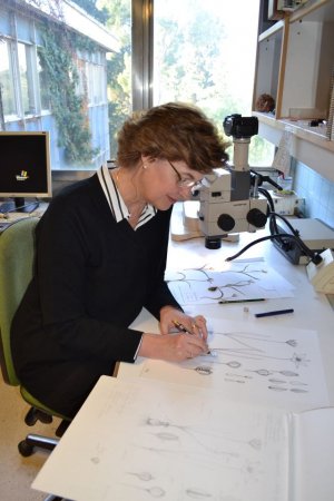 La Real Academia de Bellas Artes ofrece un curso de dibujo botánico a cargo de Marta Chirino Argenta
