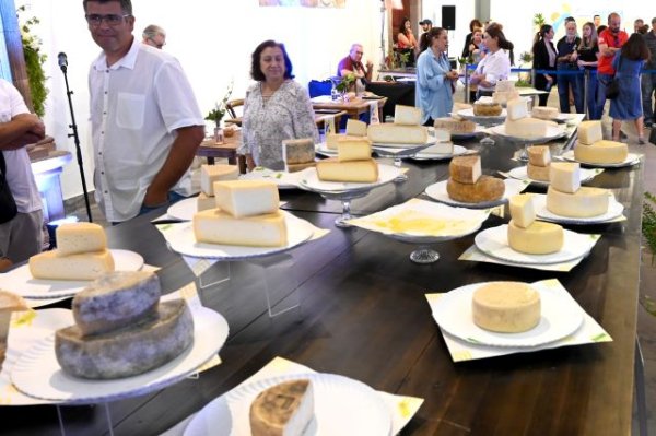 La XXV Cata Insular de Quesos ‘Queso de Flor de Guía’ que se celebra este domingo dentro de la Fiesta del Queso