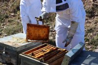 UPA califica de &ldquo;muy positiva&rdquo; la nueva norma de calidad de la miel y espera &ldquo;m&aacute;s pasos&rdquo; que resuelvan la crisis del sector