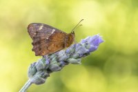 Transici&oacute;n Ecol&oacute;gica y Educaci&oacute;n fomentar&aacute;n el conocimiento de la biodiversidad canaria en las aulas