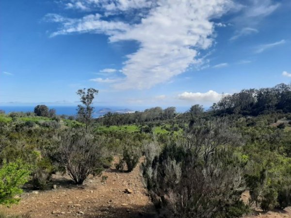 Ecologistas: Atentado a la avifauna en el enclave protegido de Lomo Riqui&aacute;nez de Arucas