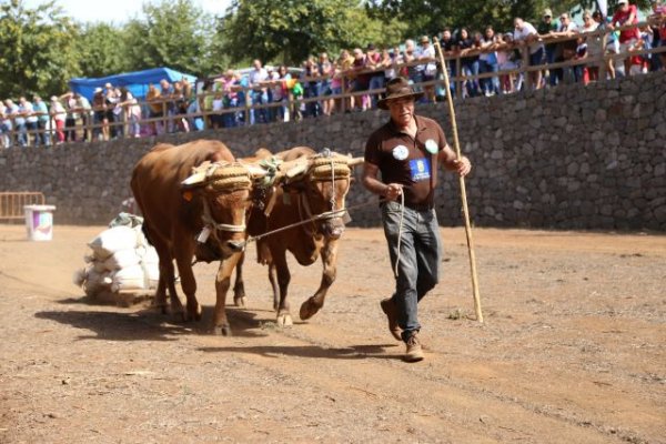 La feria ganadera de Valleseco vuelve este domingo 9 de octubre