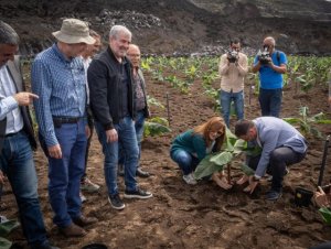 Clavijo anuncia 10 millones de euros para compensar la pérdida de renta de los agricultores palmeros