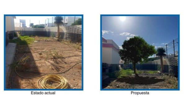 Fundación Sergio Alonso, Acuorum y Foresta impulsan el proyecto ‘Árboles’ en los centros educativos de San Bartolomé de Tirajana