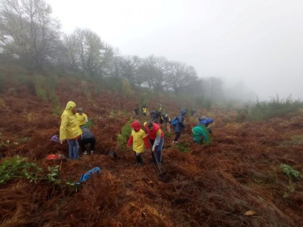 Reforestación en Las Hoyas por el “Día del Árbol de Gran Canaria”