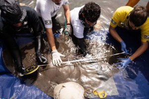 Transición Ecológica inicia los trabajos de seguimiento de rayas mantelinas en Valle Gran Rey
