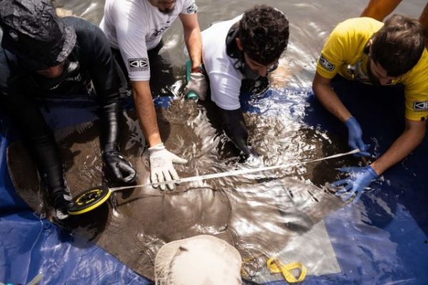 Transición Ecológica inicia los trabajos de seguimiento de rayas mantelinas en Valle Gran Rey