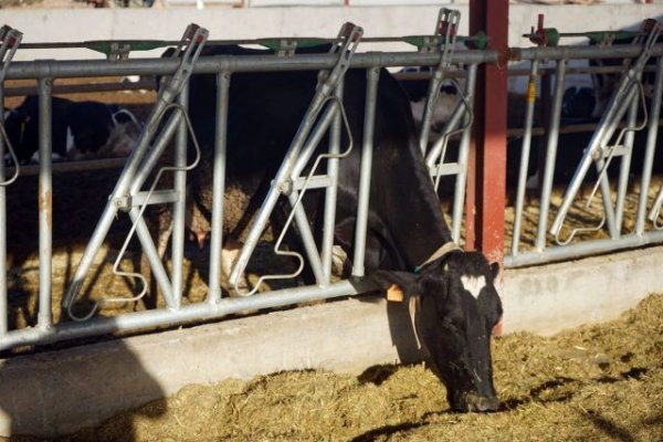 El Gobierno canario concede más de dos millones de euros al apoyo de las inversiones en explotaciones ganaderas