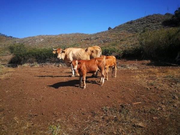 El Gobierno regional convoca ayudas para fomentar la reposición de ganado vacuno para leche