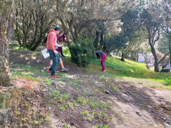 La Gomera: El Cabildo organiza unas jornadas de control y eliminaci&oacute;n de especies ex&oacute;ticas invasoras