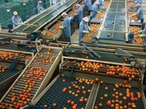 El Gobierno canario concede la ayuda del POSEI a los productores tradicionales de tomate de invierno por 5,5 M€