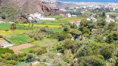 Senderismo: Caminando entre &aacute;rboles singulares por la ruta de Lomo de Cuevas de Cubas