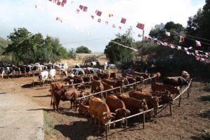 Valleseco: Feria de ganado de las fiestas de Santa Rosa de Lima