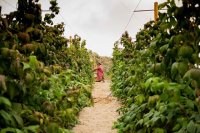 La Fundaci&oacute;n Pepsico y FADEMUR abren el plazo de inscripci&oacute;n para las becas al emprendimiento rural 2023