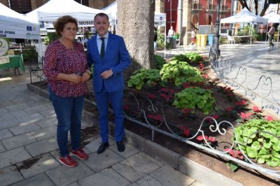 Parques y Jardines planta 4.000 flores de Pascua para embellecer G&aacute;ldar de cara a la Navidad