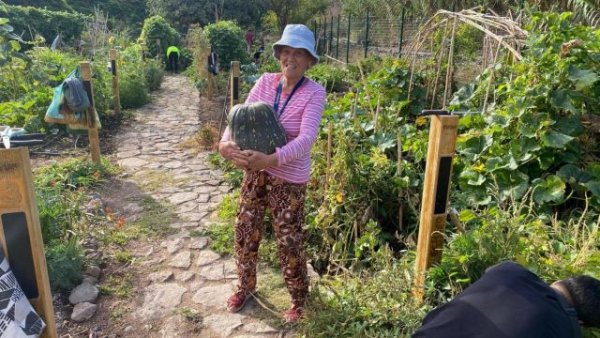 El Ecohuerto de Agaete se revitaliza con una nueva plantación