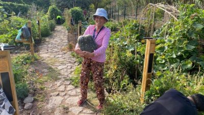 El Ecohuerto de Agaete se revitaliza con una nueva plantación