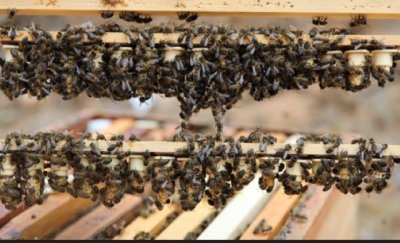 El Gobierno canario concede 539.000 euros en ayudas a la producci&oacute;n de miel de la raza aut&oacute;ctona de abeja negra