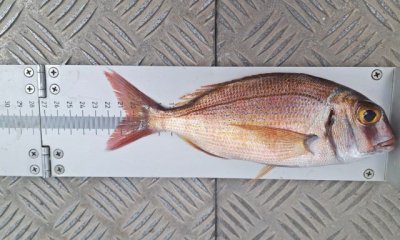 Inspección Pesquera identifica infracciones en pesca y marisqueo recreativo en la zona costera entre Agaete y Mogán